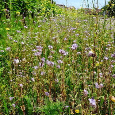 Prairie melifère Tübingen - BIO