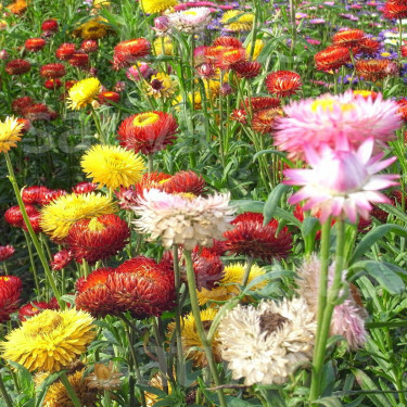 Helichrysum bracteatum - Immortelle - Roggli Riesen - BIODYNAMIQUE