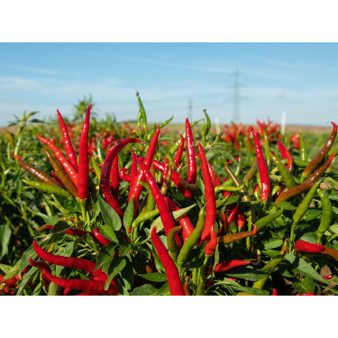 Piment/Chili - Red Gunda - BIODYNAMIQUE
