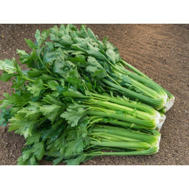 Céleri branche - Tall Utah - BIODYNAMIQUE