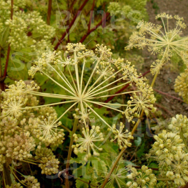 Angelica archangelica - Angélique officinale - BIODYNAMIQUE