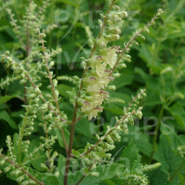 Teucrium scorodonia - Germandrée scorodoine - BIODYNAMIQUE