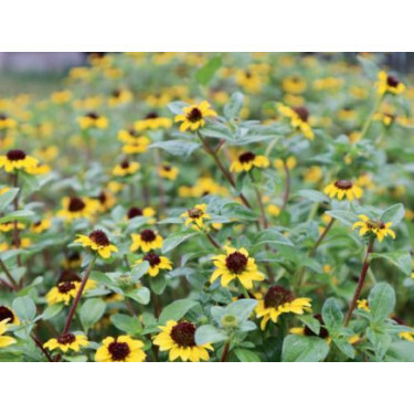 Sanvitalia procumbens - Sanvitalia - BIODYNAMIQUE