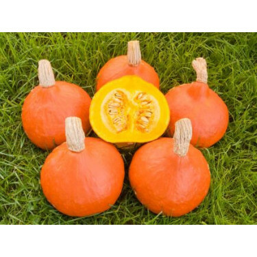 Courge - Solor - BIO