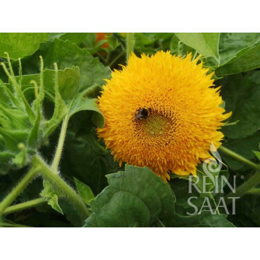 Helianthus annuus - Tournesol 'Gold Coin' - BIODYNAMIQUE