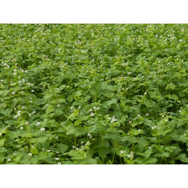 Couverture de sol rapide - mélange - 1 kg - pour 330 m² - BIO