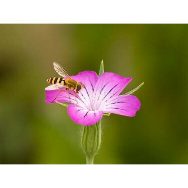 Agrostemma githago - Nielle des blés - BIODYNAMIQUE - Remise de 50% pour cause de germination réduite