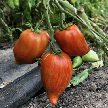 Tomate - Striée - BIO