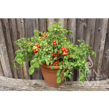 Tomate - Bajaja - BIODYNAMIQUE