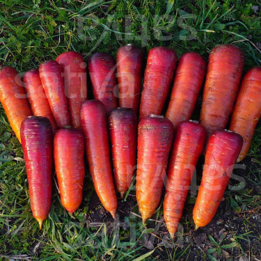 Carotte - Rouge Sang - BIO