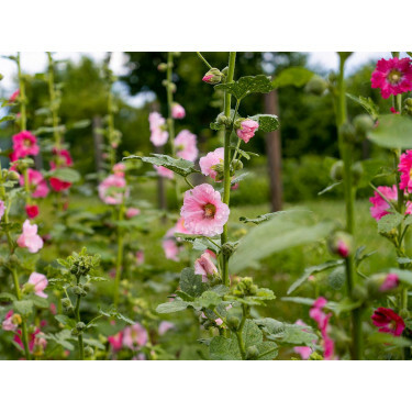 Alcea rosea - Rose trémière 'Lene' - BIODYNAMIQUE