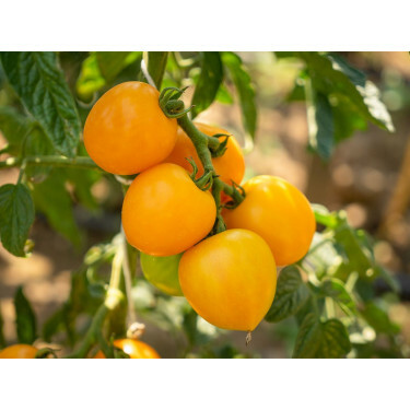 Tomate - Duttingold - BIODYNAMIQUE