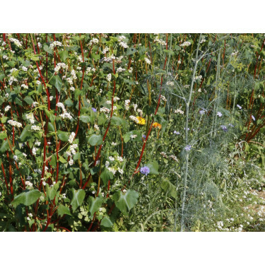 Mélange Hannover - 3 g - pour 3 m² - BIO