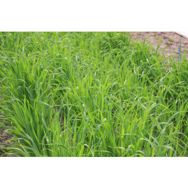 Avoine nue (avoine maigre) - Avena strigosa - Saia - 50 g - pour 4 m² - BIO