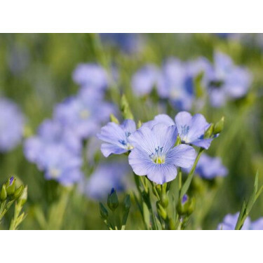 Lin cultivé - Lirina - 50 g - pour 8 m² - BIODYNAMIQUE