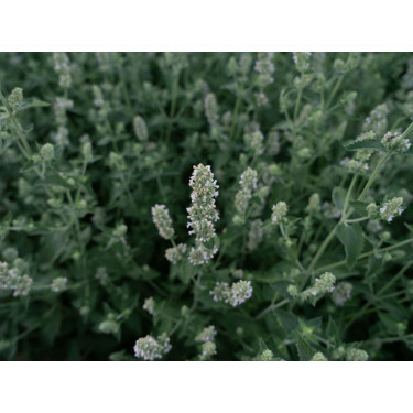 Nepeta cataria - Witte melisse/Citroenkattenkruid - BIODYNAMISCH
