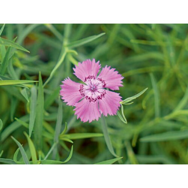 Dianthus amurensis - Oeillet de Siberie - BIODYNAMIQUE
