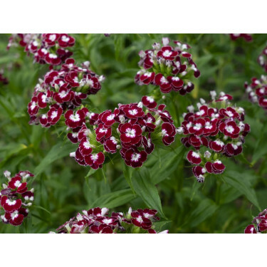 Dianthus barbatus - Oeillet de poète 'Chris' - BIODYNAMIQUE