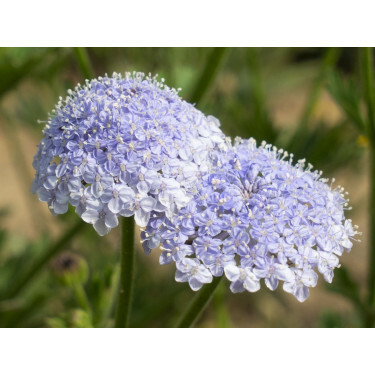 Trachymene coerulea - Hugélie azure - BIODYNAMIQUE