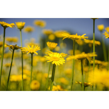 Anthemis tinctoria - Camomille des teinturiers - BIODYNAMIQUE