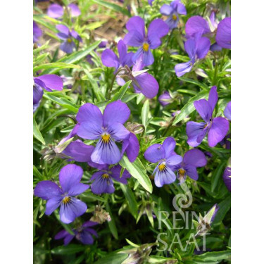 Viola cornuta - Pensée cornue - BIODYNAMIQUE