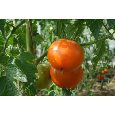Tomate - Caro Rich - BIO - Remise de 50% pour cause de germination réduite