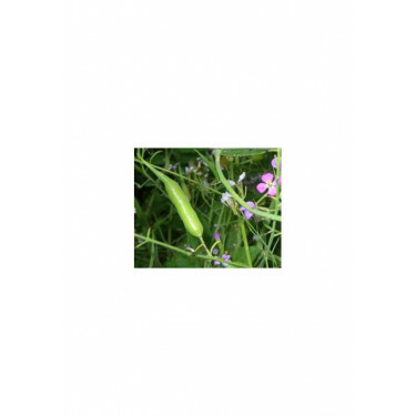 Radis serpent - BIO - Remise de 50% pour cause de germination réduite