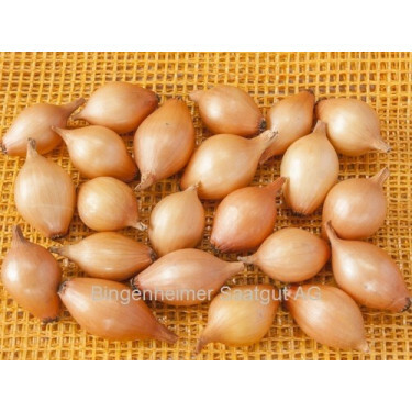 Oignon - Sturon - taille 10/22 - 250g - BIO