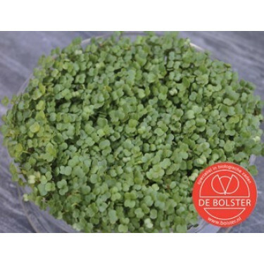 Brocoli graines à germer 25g - BIO