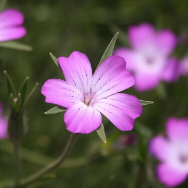 Agrostemma githago - Nielle des blés - BIO