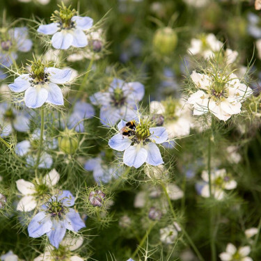 Nigella damascena - Nigelle de Damas - BIO