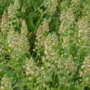 Reseda odorata - Réséda - BIODYNAMIQUE - 50% de remise - germination réduite