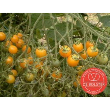 Tomate cerise- Yellow Clementine - BIO