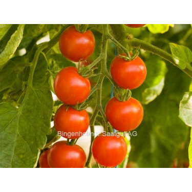 Tomate cerise - Zuckertraube - BIODYNAMIQUE
