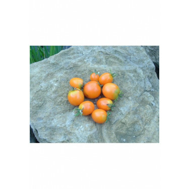 Tomate - Ida Gold - BIO