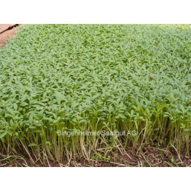 Cresson - Lepidium sativum - 20g - BIODYNAMIQUE