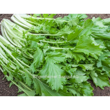 Navette d'été - Namenia - BIODYNAMIQUE