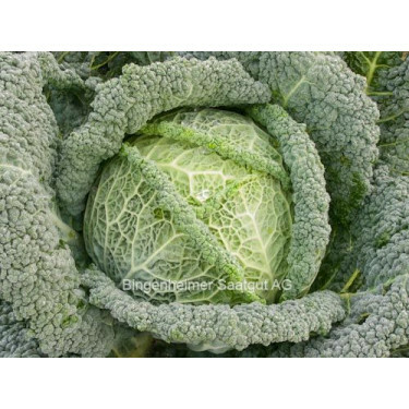 Chou de Milan - Smaragd - BIODYNAMIQUE