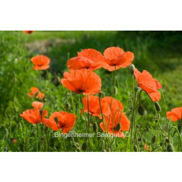 Klaproos (Papaver rhoeas) *bd