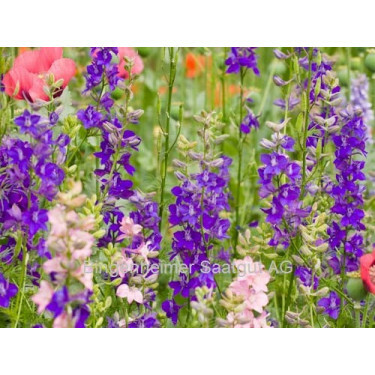 Delphinium ajacis - Pieds-d'alouette - BIODYNAMIQUE