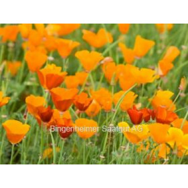 Eschscholzia californica - Pavot de Californie - BIODYNAMIQUE