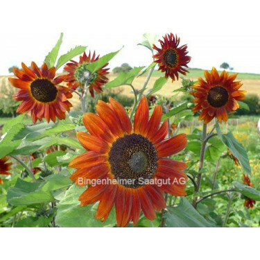 Tournesol - Velvet Queen - BIODYNAMIQUE