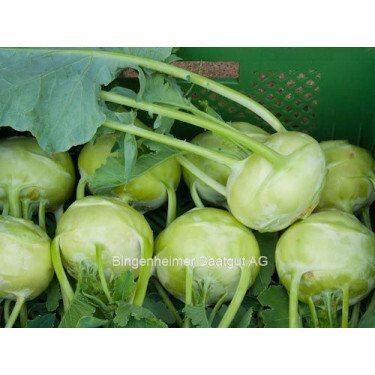 Chou-rave blanc - Orinoko (Noriko) - BIODYNAMIQUE