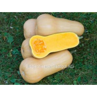 Courge - Butternut waltham - BIODYNAMIQUE