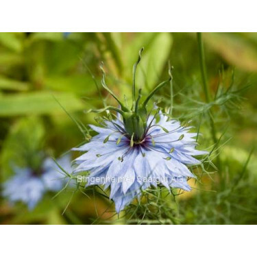 Nigella damascena - Nigelle de Damas - BIODYNAMISCH