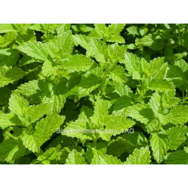 Mélisse officinale - BIODYNAMIQUE - 50% de remise pour cause de germination réduite