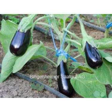 Aubergine - De Barbentane - BIO
