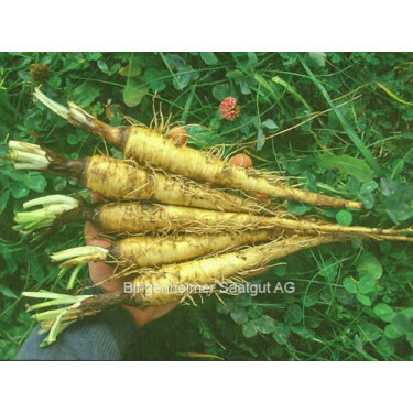 Salsifis blanc - BIODYNAMIQUE