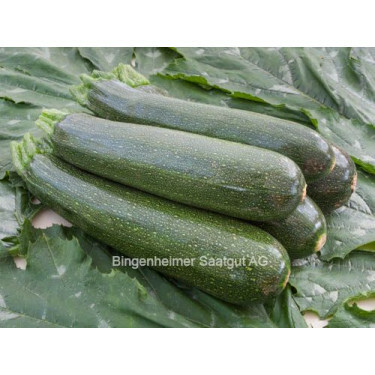 Courgette - Serafina - BIODYNAMIQUE