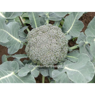 Broccoli, Calinaro KS-TH-BRO-CNAT-01 *